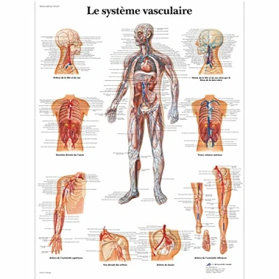 Afbeelding van 3B Scientific Anatomisch Vasculair Systeem Model