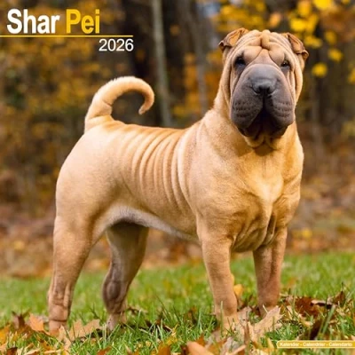 Afbeelding van Shar Pei Kalender 2026