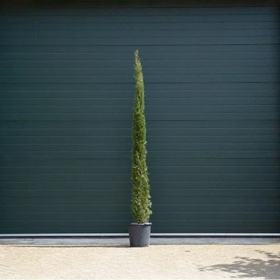 Afbeelding van Italiaanse cipresboom Cupressus sempr. Pyramidalis h 225 cm Warentuin Natuurlijk