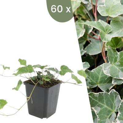 Afbeelding van Plants by Frank 60 Klimopplanten Hedera helix &#039;Glacier&#039; Winterharde bodembedekker planten tuinplanten vaste meerjarig