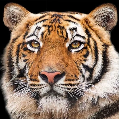 Afbeelding van 1 Pakje papieren lunch servetten Bengal tiger