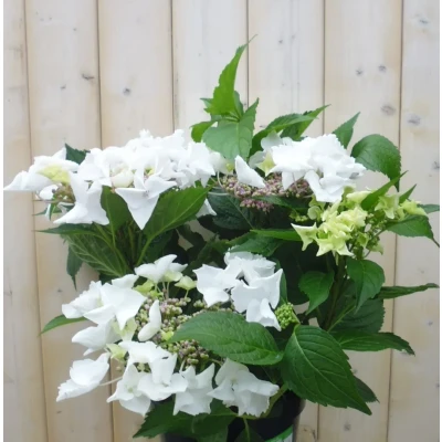 Afbeelding van Hortensia Hydrangea wit randjesbloem 40 cm Warentuin natuurlijk