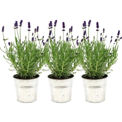 Afbeelding van Plants by Frank Set van 3 echte lavendelplanten in sierpot &#039;Old Look&#039; x Ø12 cm ↕25