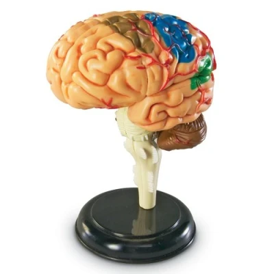 Afbeelding van Learning Resources LER3335 Anatomisch model van het menselijk brein