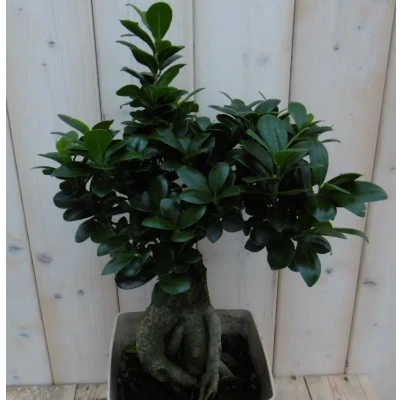 Afbeelding van Kamerplant Bonsai Ficus Microcarpa 50 cm Warentuin Natuurlijk