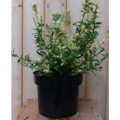 Afbeelding van Kardinaalsmuts witbont kroesblad 50 cm Warentuin Natuurlijk