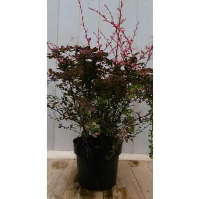 Afbeelding van Berberis rood 70 cm Warentuin Natuurlijk