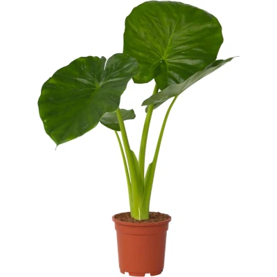 Afbeelding van Alocasia Odora &#039;Olifantsoor&#039; Pot 17cm Hoogte 55 75cm P17