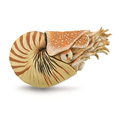 Afbeelding van Collecta Speeldier Prehistorie Nautilus 10 Cm Abs Beige