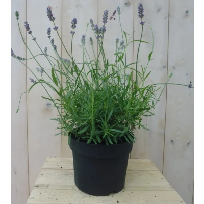 Afbeelding van Lavendel GROOT Warentuin natuurlijk