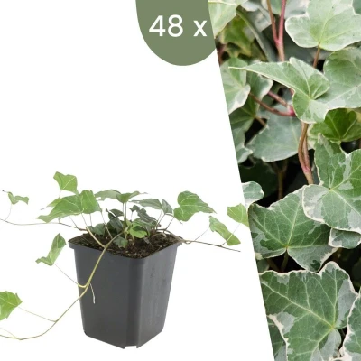 Afbeelding van Plants by Frank 48 Klimopplanten Hedera helix &#039;Glacier&#039; Winterharde bodembedekker planten tuinplanten vaste meerjarig
