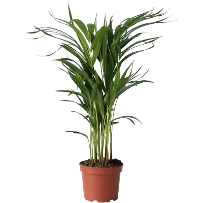 Afbeelding van Dypsis Lutescens Areca Goudpalm Kamerplant Pot 17cm Hoogte 60 70cm P17