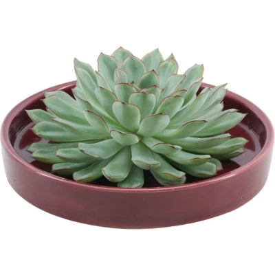 Afbeelding van Echte Succulent groen in rode keramiek schaal Ø12 14 cm↕5 cm 1x Echeveria Pulidonis vetplant