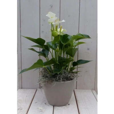 Afbeelding van Flamingoplant Anthurium wit in taupe pot 40 cm Warentuin Natuurlijk