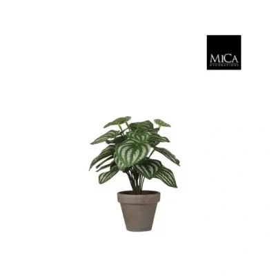 Afbeelding van Mica Peperomia licht groen in pot Stan grey