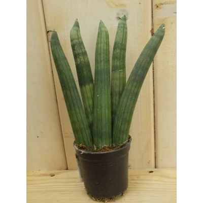 Afbeelding van Kamerplant Vrouwentong Sansevieria Mini Warentuin Natuurlijk