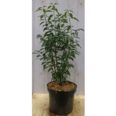 Afbeelding van Prunus Angustifolia 80 cm Warentuin Natuurlijk
