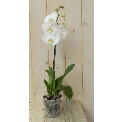 Afbeelding van Vlinderorchidee Tak wit 60 cm Warentuin Natuurlijk