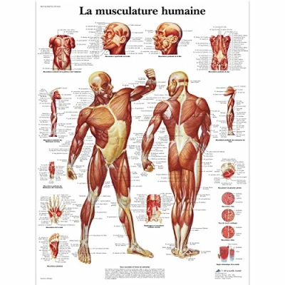 Afbeelding van 3B Wetenschappelijk Anatomisch Model Menselijke Spieren
