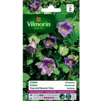 Afbeelding van Cobea Klimmende scandens