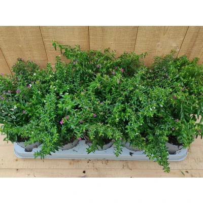 Afbeelding van Luciferplant Cuphea 10 potjes per tray kleur mix Warentuin natuurlijk
