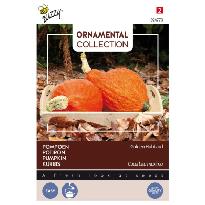 Afbeelding van Ornamental pompoen golden hubbard Buzzy