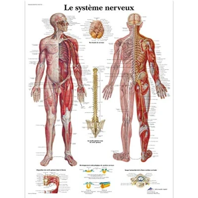 Image de 3B Scientific Modèle Anatomique Système Nerveux