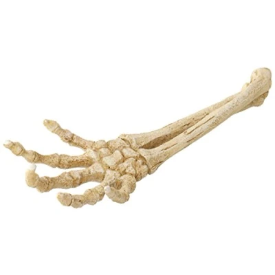 Afbeelding van Aqua Della Aquariumdecoratie Vissen Skelet Hand 26,8x9,4x4,5cm 1st