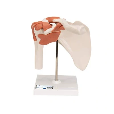 Afbeelding van 3B Scientific Functioneel schoudergewricht A80 + gratis anatomie software Smart Anatomy