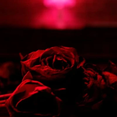 Afbeelding van PAPER KITES THE Roses