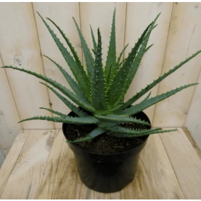 Afbeelding van Kamerplant Aloe Warentuin Natuurlijk