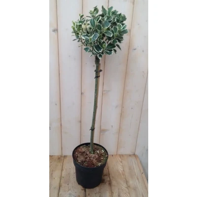 Afbeelding van Japanse kardinaalsmuts Euonymus &#039;Marieke&#039; witbont Warentuin natuurlijk