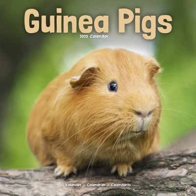 Afbeelding van Cavia Kalender 2025