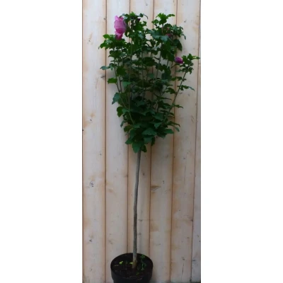 Afbeelding van Hibiscus op stam Roze 100 cm Warentuin natuurlijk