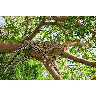 Afbeelding van Leopard 11025 ansichtkaart Afrika Dieren