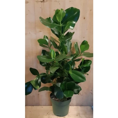 Afbeelding van Clusia Rosea Copey 70 cm hoog kamerplant Warentuin Natuurlijk
