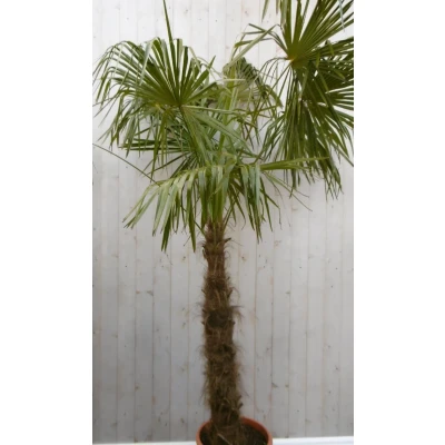 Afbeelding van Winterharde Palmboom stamhoogte 100 cm en hoogte 225 Warentuin Natuurlijk
