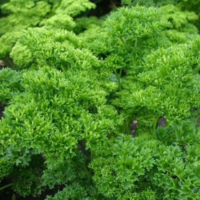 Afbeelding van Peterselie &#039;Moskrul 2&#039; Petroselinum crispum Bio tuinkruidenzaden
