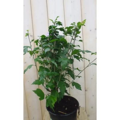 Afbeelding van Hibiscus struik Blauw 40 cm Warentuin natuurlijk