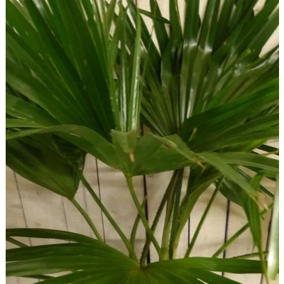 Afbeelding van Kamerplant Livistona Australis Waaierpalm 80 cm Warentuin Natuurlijk