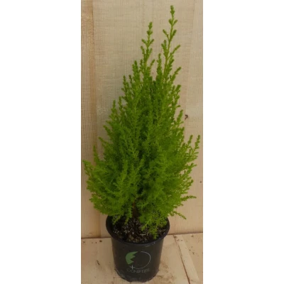 Afbeelding van Cupressus Kamerconifeer 50 cm Warentuin Natuurlijk