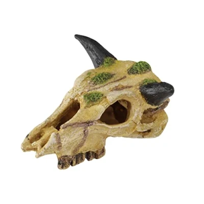 Afbeelding van Terra Della Natuurlijke Decoratie Reptielen Carabaoschedel S 22cm 1st
