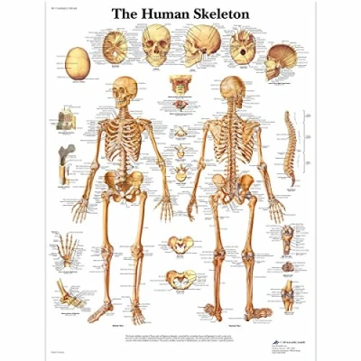 Afbeelding van Het menselijk lichaam anatomie poster skelet (Engels, 50x67 cm) The Human Skeleton 3B