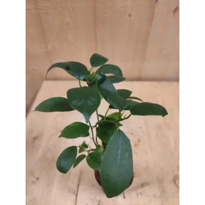 Afbeelding van Bonsai Ficus Klein kamerplant Warentuin Natuurlijk