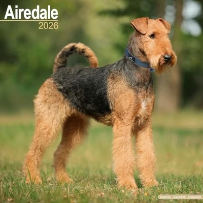 Afbeelding van Airedale Terrier Kalender 2026