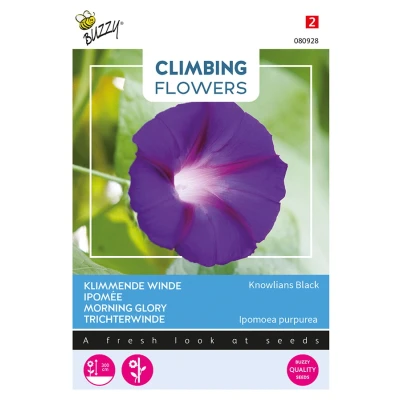 Afbeelding van Flowering climbers ipomoea knowlians black Buzzy