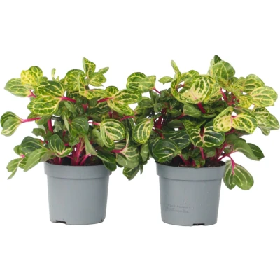 Afbeelding van Iresine Herbsti &#039;Yellow&#039; Set van 2 Biefstukplant Pot 13cm Hoogte 20 30cm Herbstii Yellow P13 x2