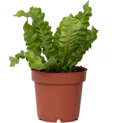 Afbeelding van Asplenium nidus &#039;Crispy Wave&#039; Varen Pot 12cm Hoogte 25 40cm Crispy Wave P12
