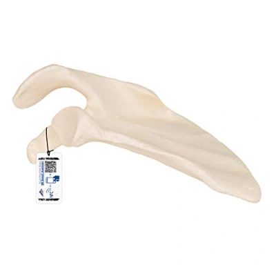 Afbeelding van 3B Scientific Anatomisch model Omoplate + gratis anatomie software Smart Anatomy