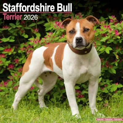 Afbeelding van Staffordshire Bull Terrier Kalender 2026